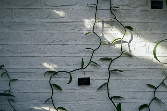 Simulation leaf 3D wall sticker